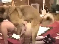 [ Beastiality Porn ] Amateur zoophilia sex at home